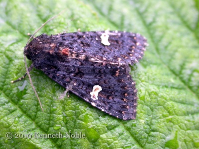 dot moth (Melanchra persicariae) Kenneth Noble